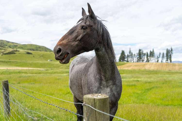 23 Klifden Road Oturehua_24