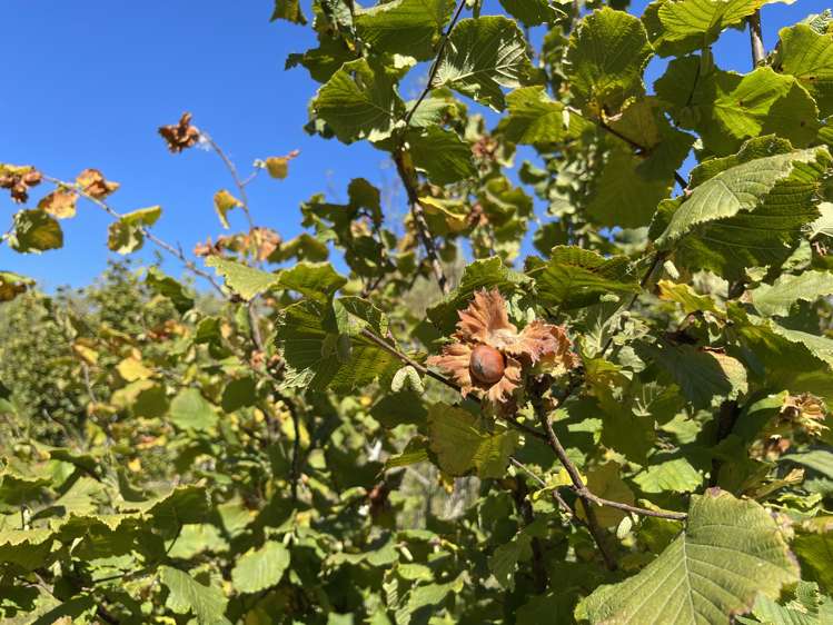 37 Knoll Street Milton_13