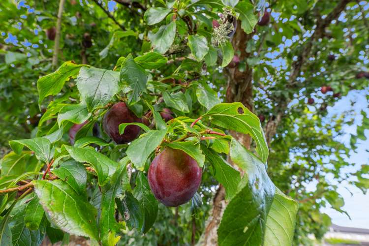 19 Donzella Place Conifer Grove_13