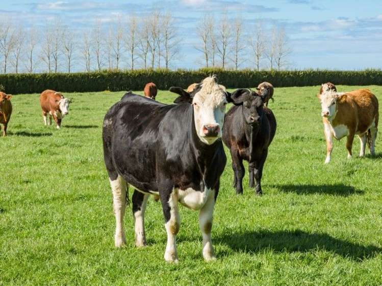 403 Te Ahu Ahu Road Waimate North_6