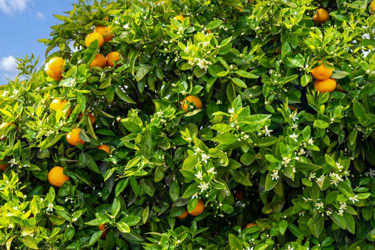 46 Cawthron Crescent Annesbrook_13