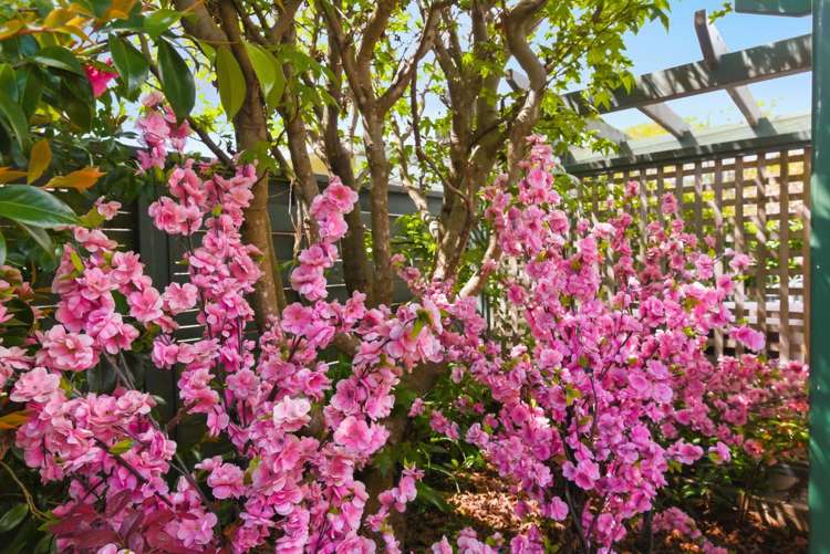 5 Rimu Street Waikanae_13