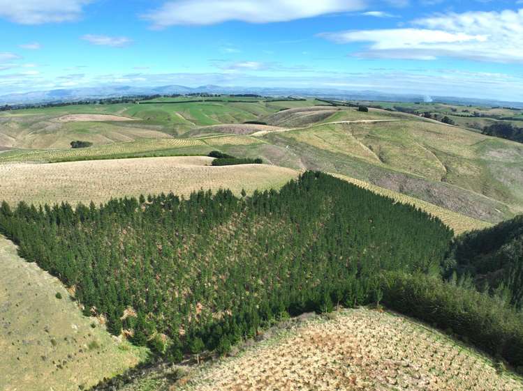 174 McCulloch Road Awamangu_19