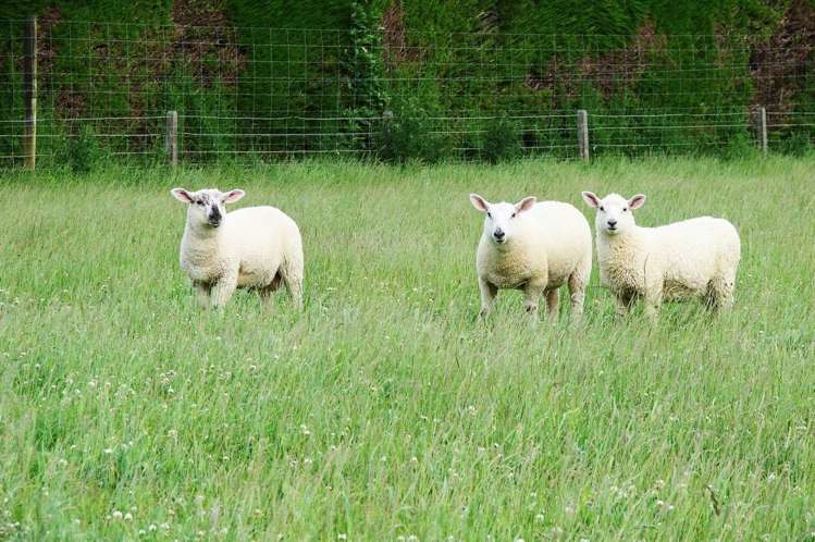 389 Mckenzie Road Winton Surrounds_5