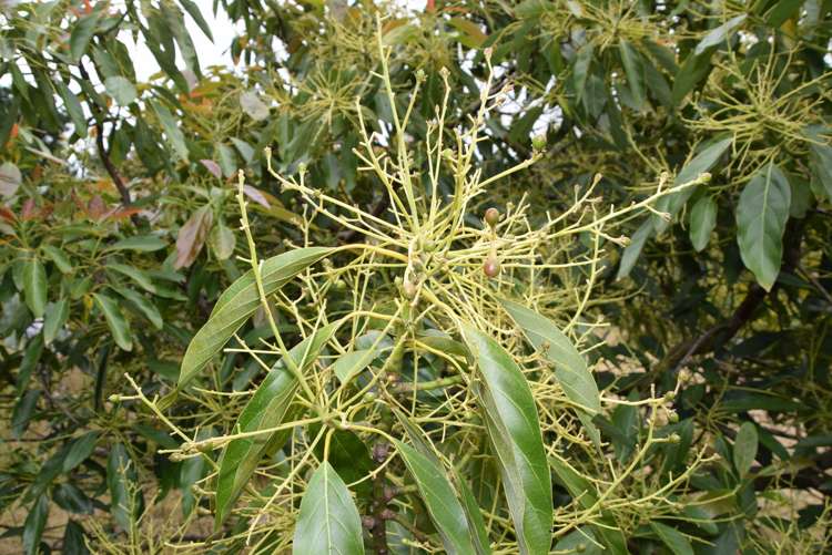 Journeys End Tapora_8