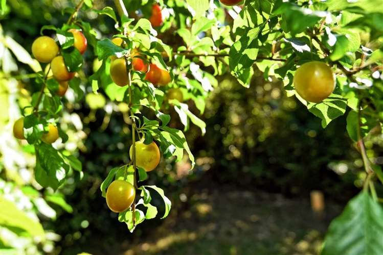 19 Ramahana Road Huntsbury_7