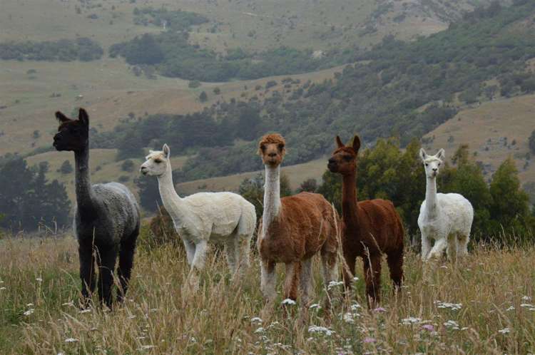 135 Le Bons Bay Road Le Bons Bay_15