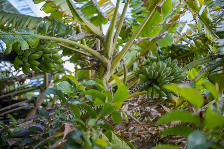 20 Captain Wood Avenue Whitianga_32