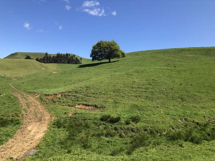 1026 Limeworks Loop Road Karamu_15