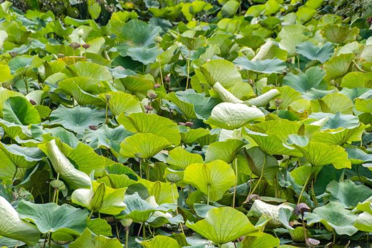 15/79 Ranfurly Road Alfriston_18