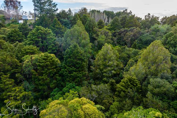 800 Bickerstaffe Road Maungaturoto_30