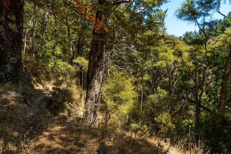 354 Blue Rock Road Ruakokoputuna_15