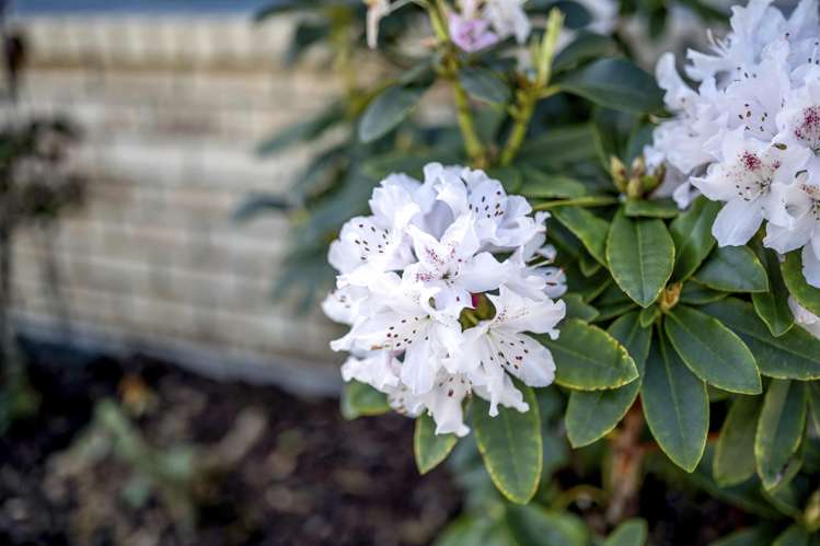 6 Lansell Drive East Tamaki Heights_24