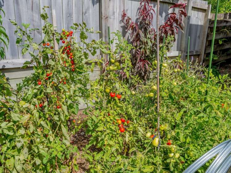 49 Waimea Road Waikanae Beach_22