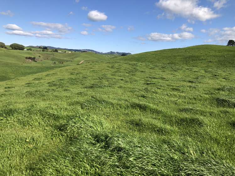 428 Whatauri Road Wharepapa South_22