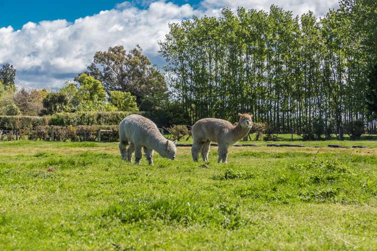 177 Selwyn Lake Road Leeston_18