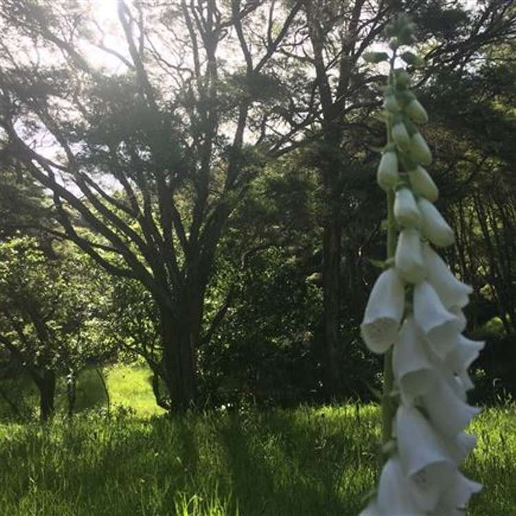 473 Kauaeranga Valley Road Thames_45