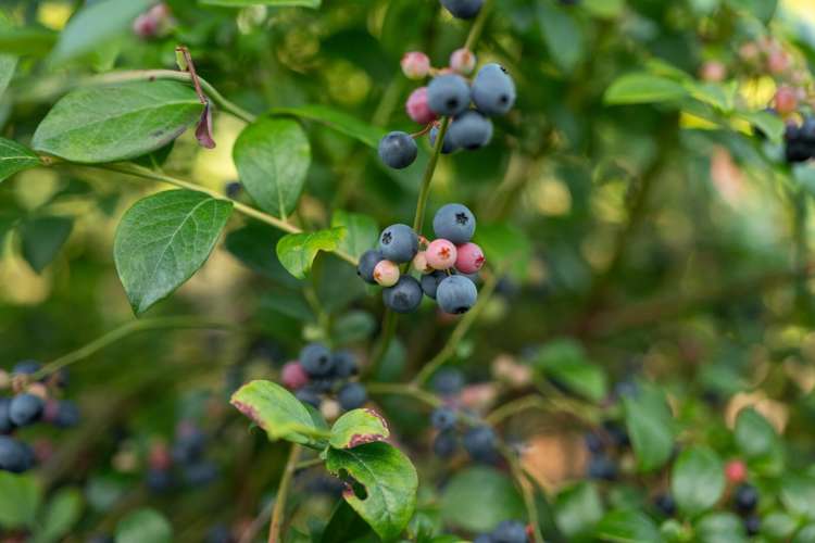 10A Bridgman Lane, Tanners Point Katikati_37