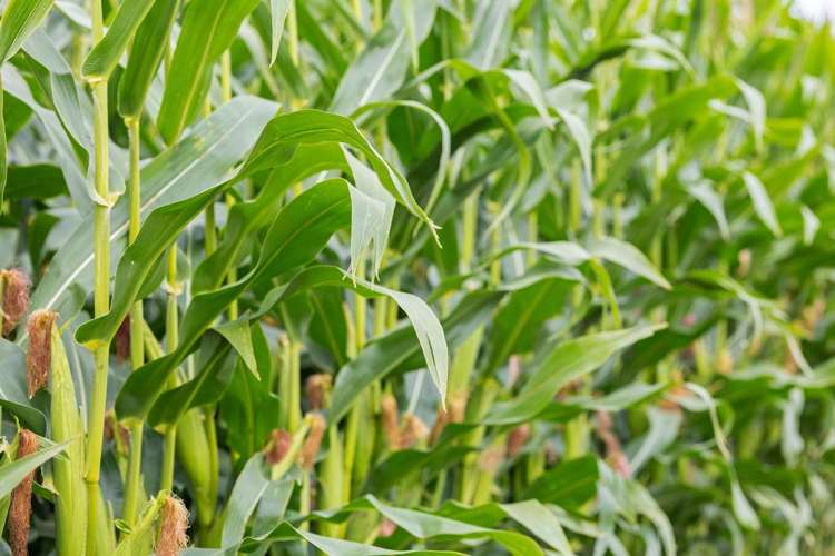 349 Wakanui Road Ashburton_8