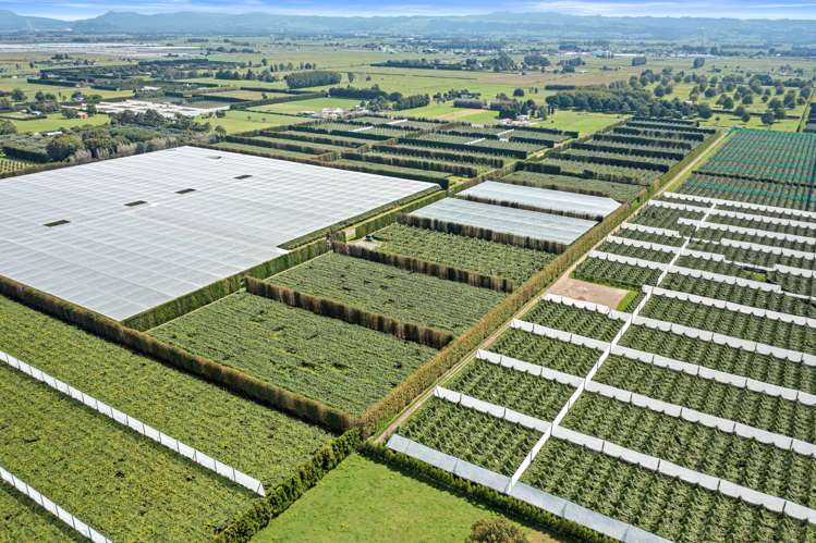 73 Orchard Road Edgecumbe_13