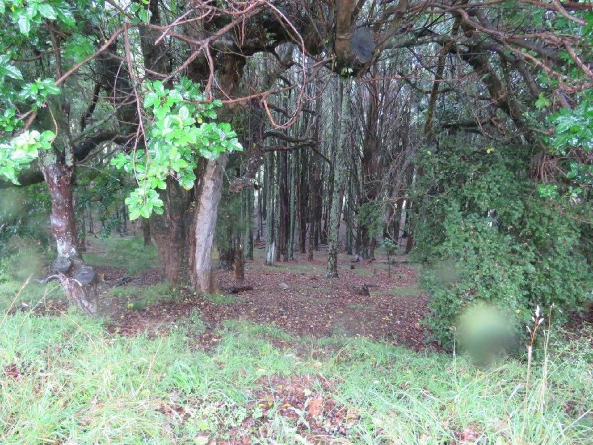 130 Mataraua Road Kaikohe Far North Houses for Sale One Roof