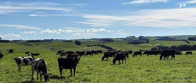 539. Mataura Island Fortrose Road Pine Bush_14