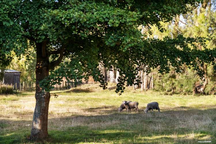 188 Gun Club Road Pukekohe_18