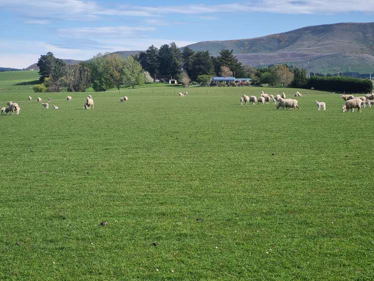 199 Moa Hill Road Clinton and Surrounds_22