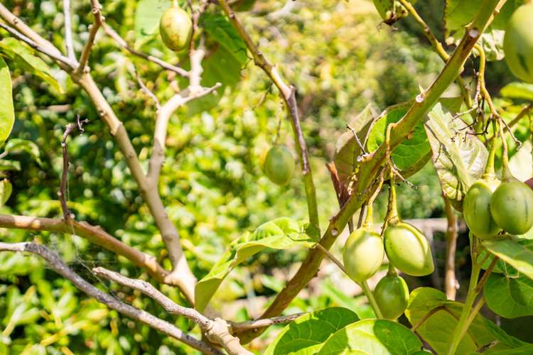 90 Colville Road Dargaville_26