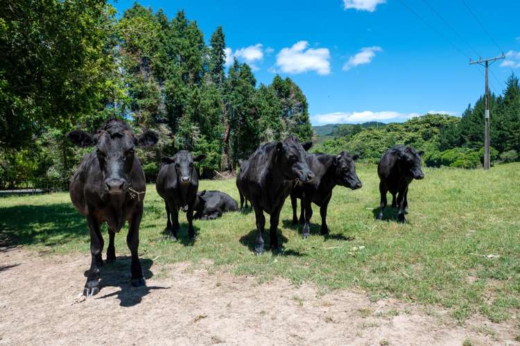 171-191 Millar Road Lake Okareka_38