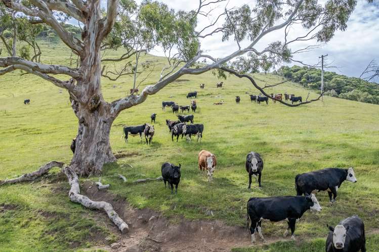 350 Pigeon Bay Road Pigeon Bay_15