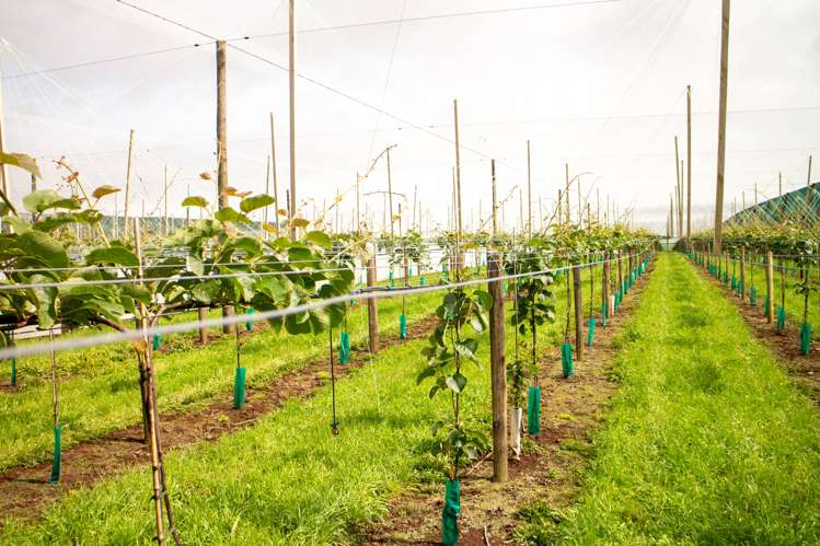 Te Ahu Ahu Road Waimate North_4