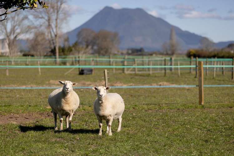 84 Grieve Road Otakiri_28