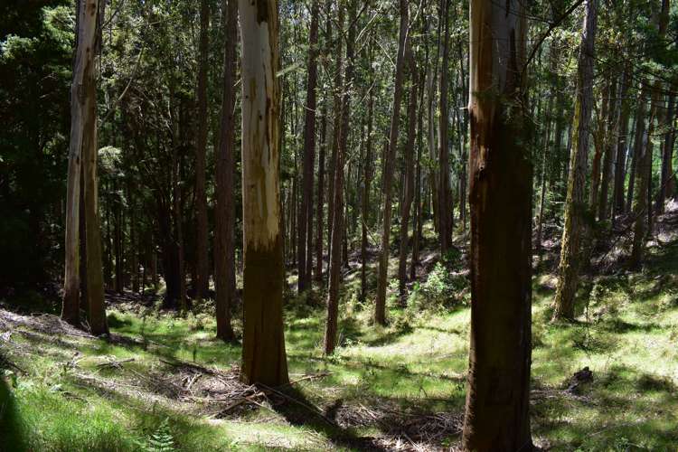 1809 Motueka Valley Highway Ngatimoti_24