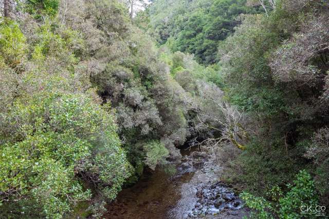 Zero Akatarawa Road Brown Owl_4