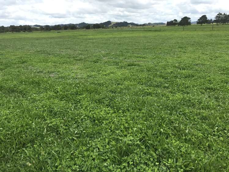 112 Mountain View Road Hikurangi_10