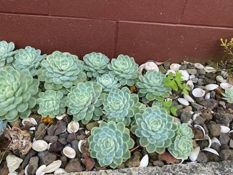 1/22 Captain Scott Road Glen Eden_8