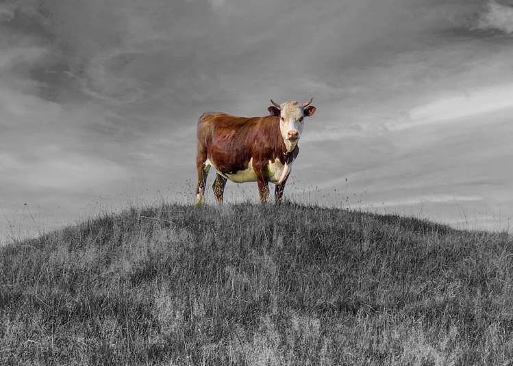 1339 South Head Road South Head_35