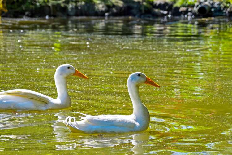 331 Kaipara Flats Road Warkworth_26