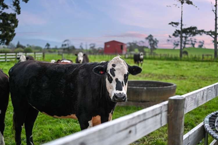 101 Livingstone Road Ngahinapouri_21