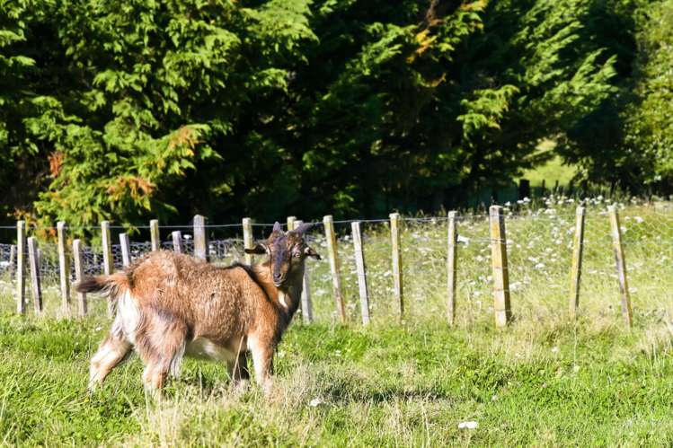 36B Totaranui Drive Taumarunui_23