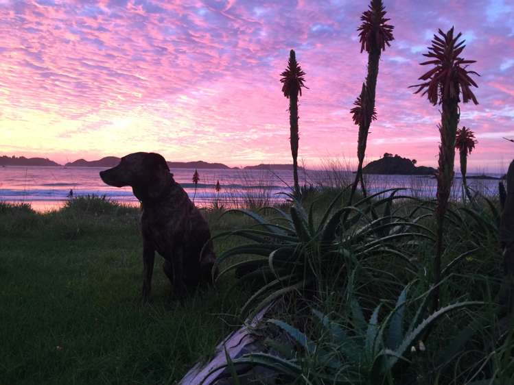 9B Riwhi Way Kaeo_17