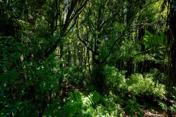 89 Kaharoa Road Hamurana_20