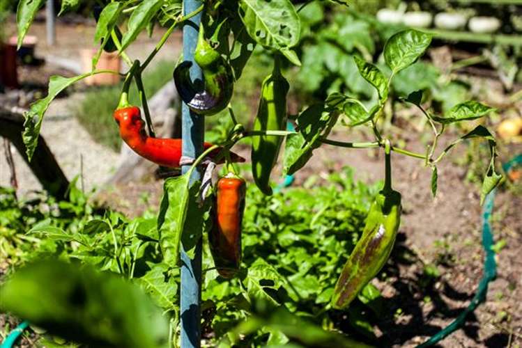 64 Waioeka Road Opotiki Coastal_9