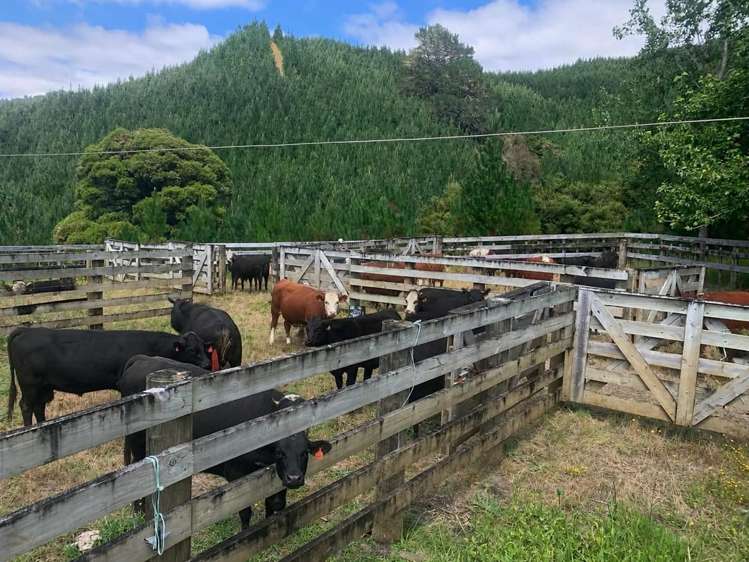 1819 Mataraua Road Kaikohe_25