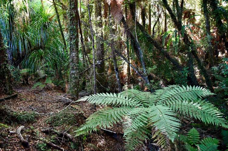 70 Sunset Heights Road Karamea_6