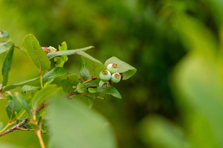 16 Moana Place Morrinsville_21
