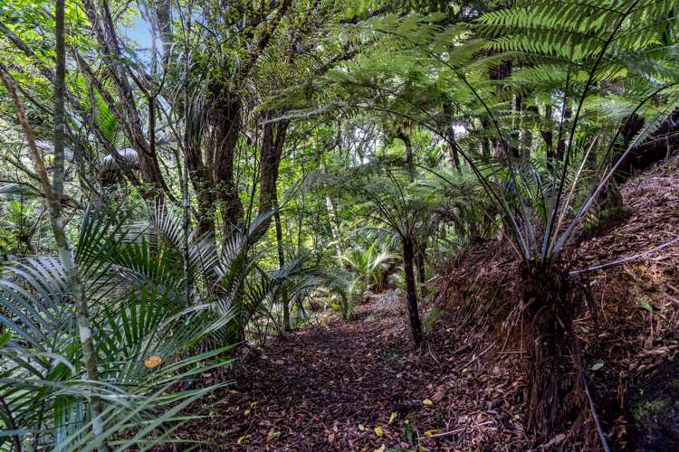 94 Ara-Kotinga Whitford_32