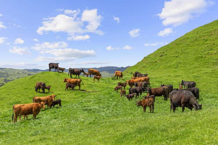 878 Mokauiti Road Aria_18