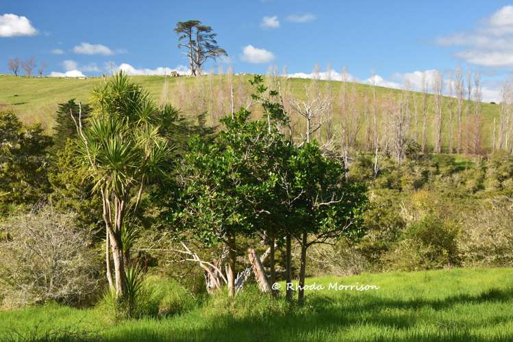 7 Te Tonga Road Matakohe_10